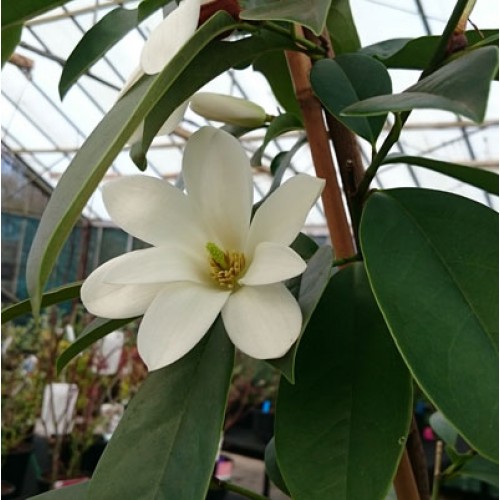 Magnolia Michelia Fairy White | ScotPlants Direct